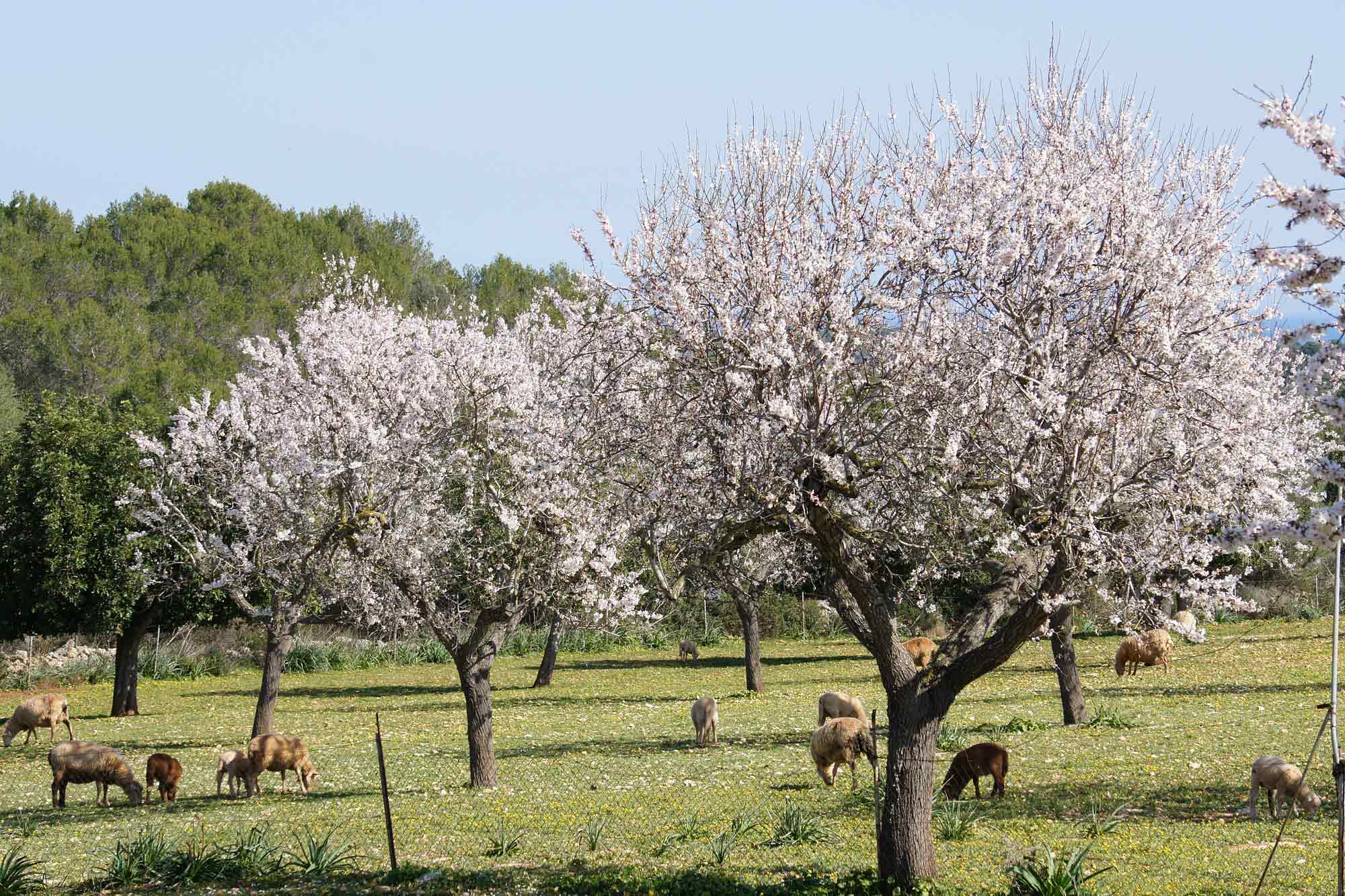 Finca S'Antigor Mallorca