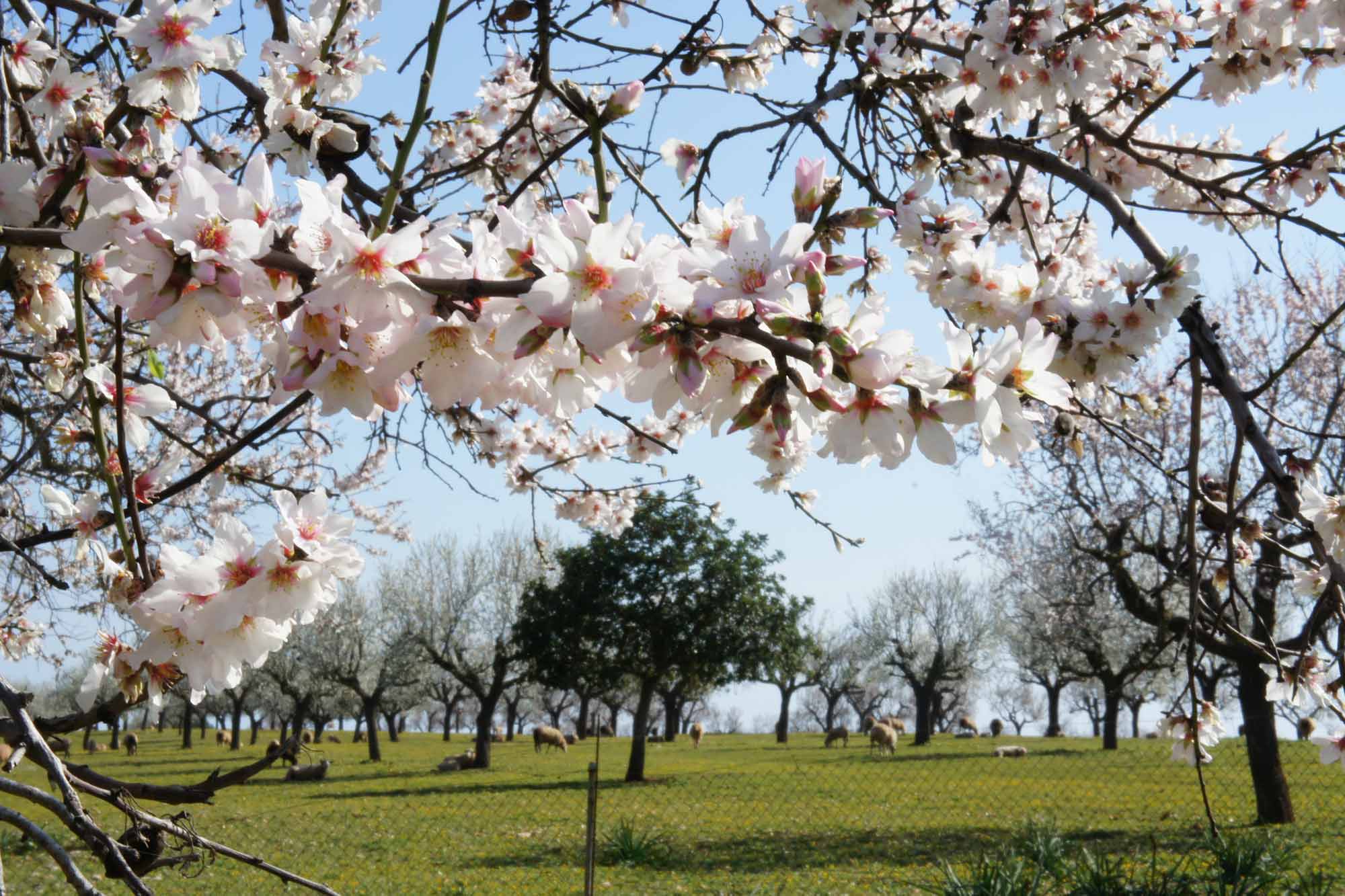 Finca S'Antigor Mallorca