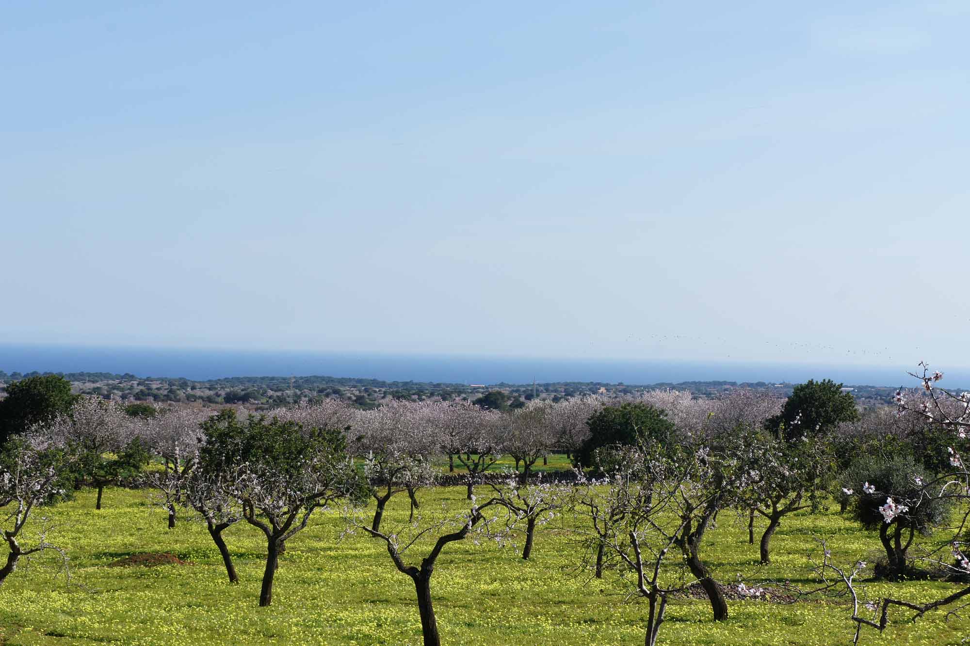 Finca S'Antigor Mallorca